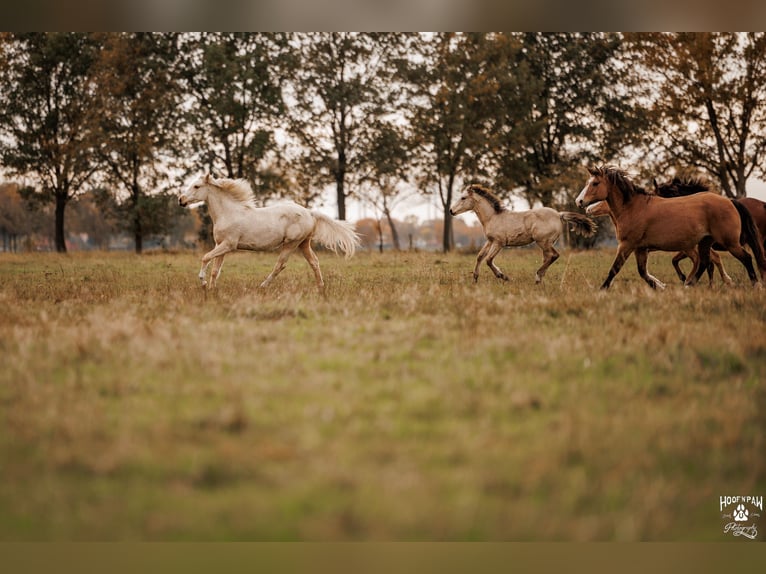 Palomino Mare 2 years 15,1 hh Palomino in Thedinghausen