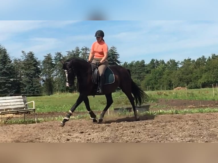 Palomino Mare 2 years 16 hh Palomino in Tjele