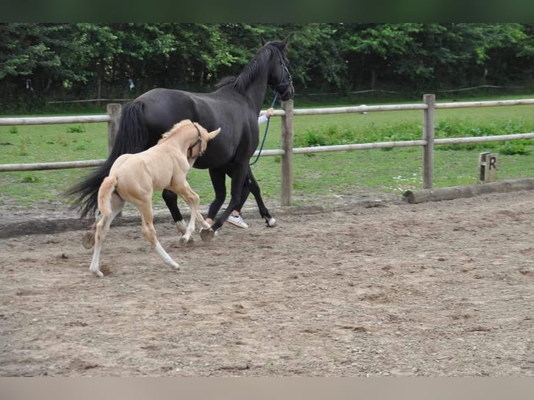 Palomino Mare 2 years 16 hh Palomino in Tjele