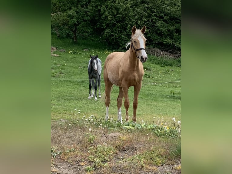 Palomino Mare 2 years 16 hh Palomino in Tjele