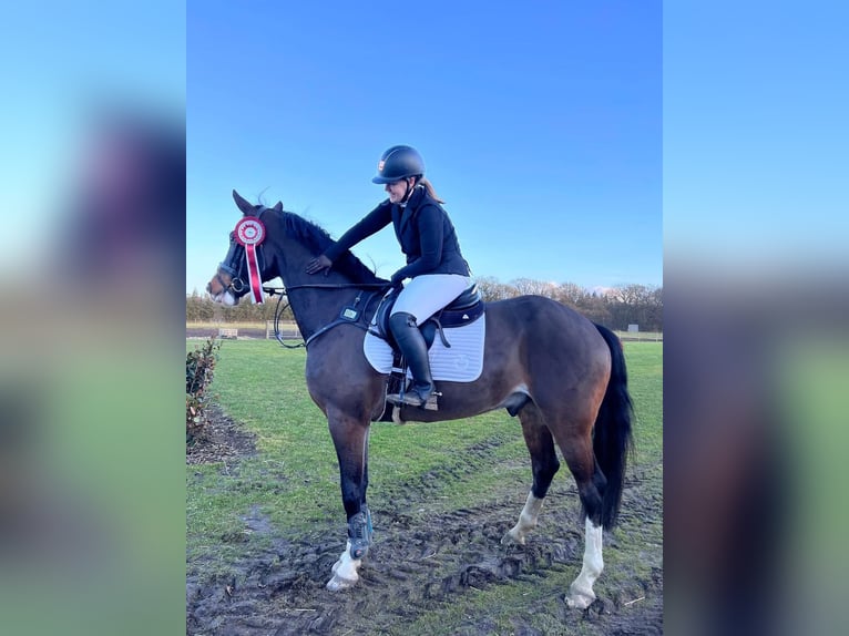 Palomino Mare 2 years 16 hh Palomino in Tjele