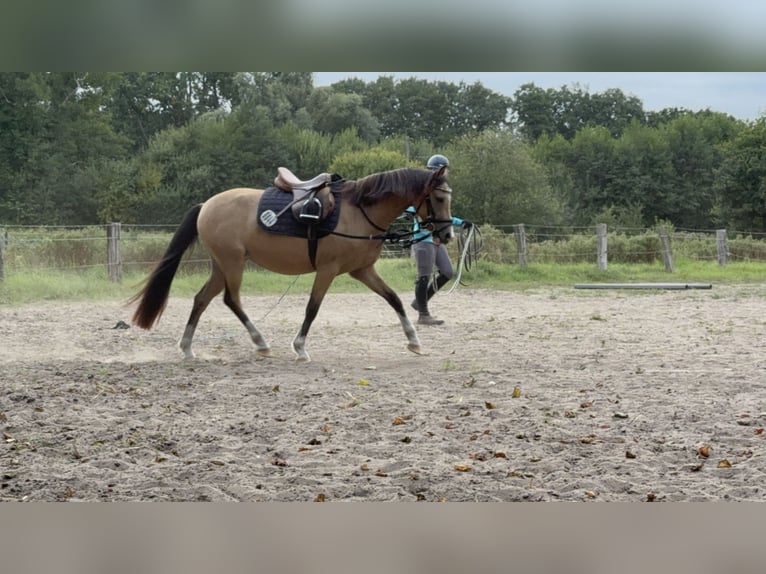 Palomino Mare 3 years 13.1 hh Palomino in Emsdetten