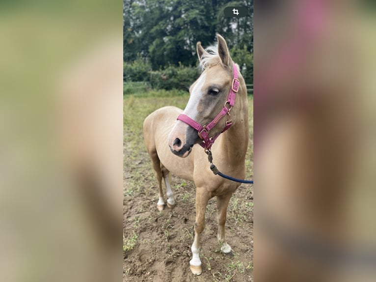 Palomino Mare 3 years 13,2 hh Palomino in Norderstedt