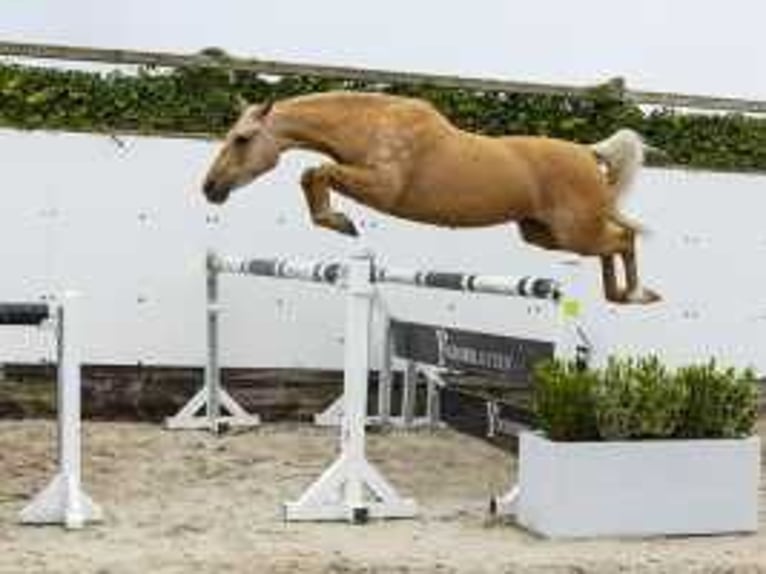 Palomino Mare 3 years 14,1 hh Palomino in Waddinxveen