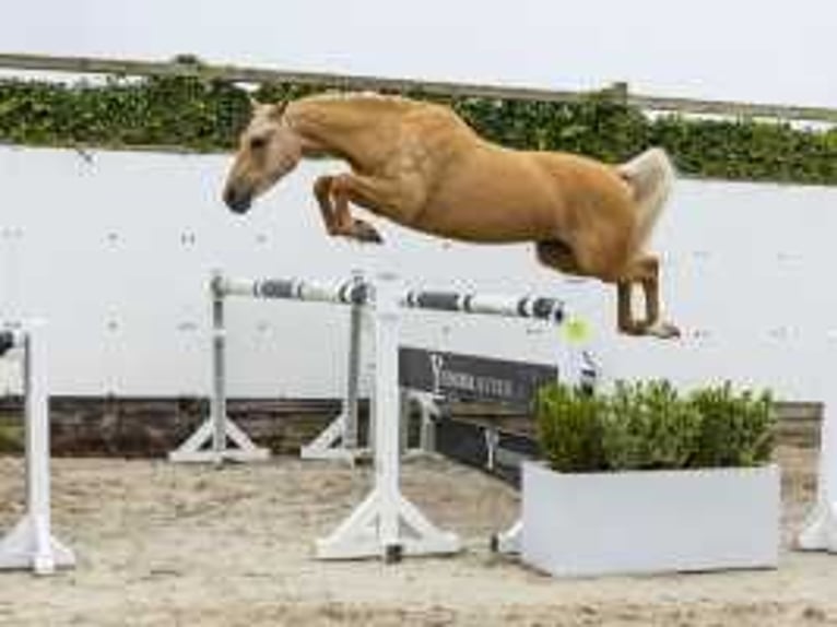 Palomino Mare 3 years 14,1 hh Palomino in Waddinxveen