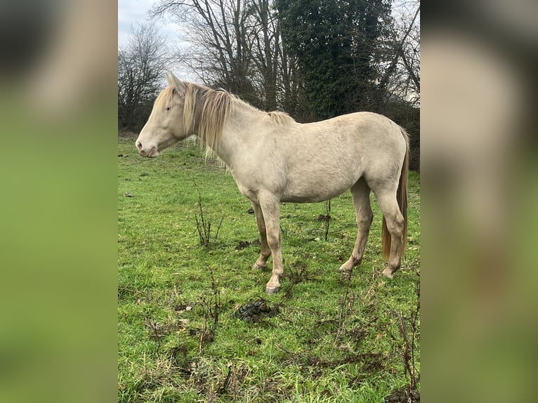 Palomino Mare 3 years 14,2 hh Champagne in Saint aubin le vertueux