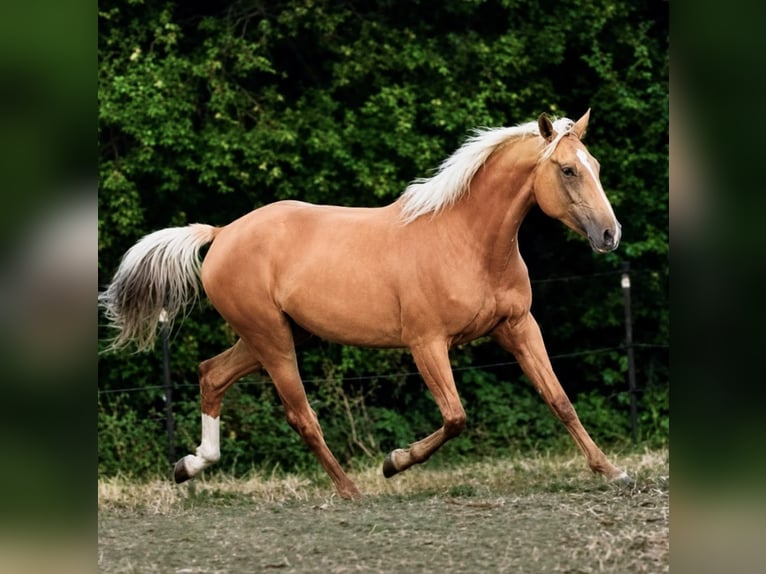 Palomino Mare 3 years 16 hh Palomino in Flarupholz