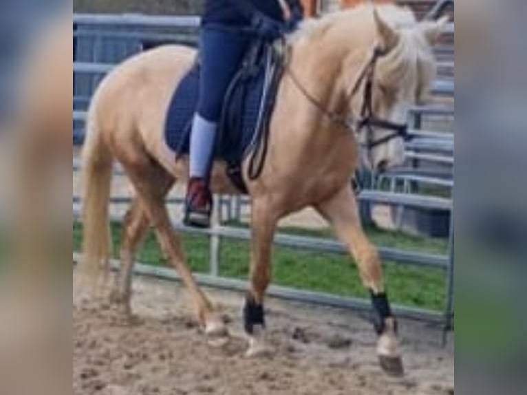 Palomino Mare 4 years 14 hh Palomino in Norderstedt