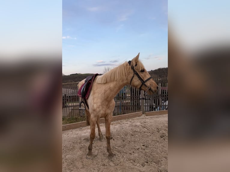 Palomino Mare 4 years 15.1 hh Palomino in Villeneuve sur lot
