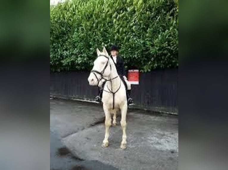 Palomino Mare 4 years 16,1 hh Pearl in Bocholt