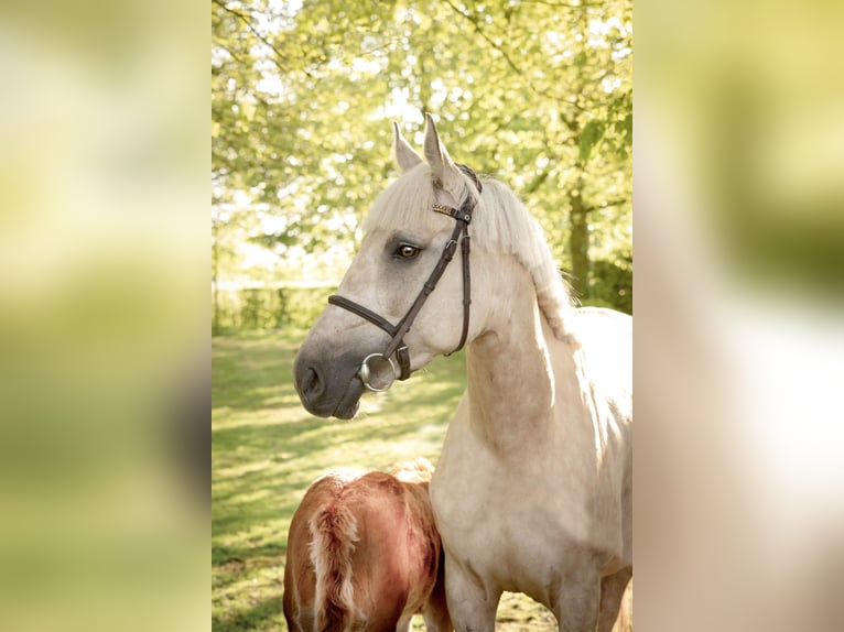 Palomino Mare 4 years 16,1 hh Pearl in Bocholt
