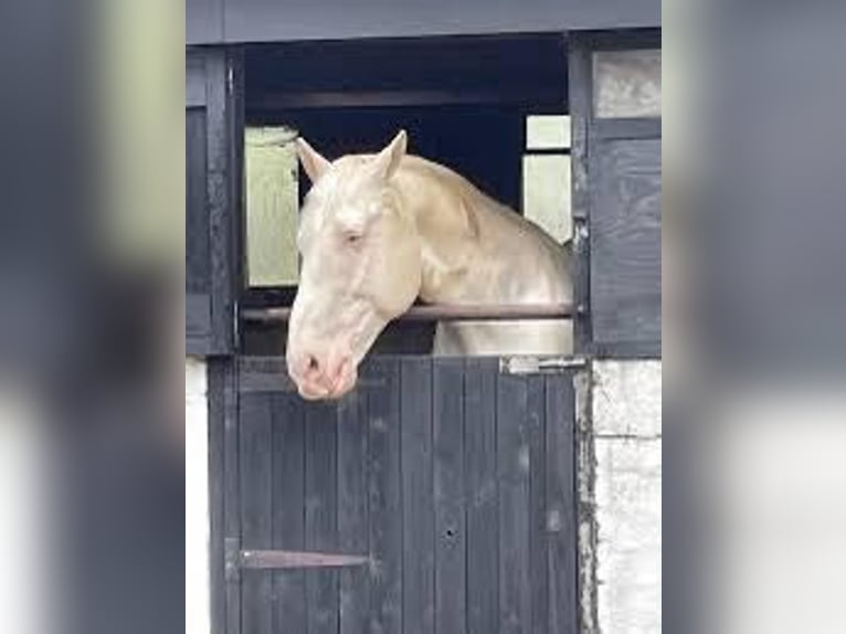 Palomino Mare 4 years 16,1 hh Pearl in Bocholt