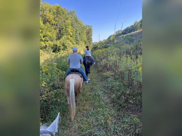 Palomino Mare 5 years 14 hh Palomino in Marysville