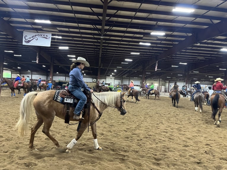 Palomino Mare 5 years 14 hh Palomino in Marysville