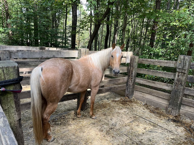 Palomino Mare 5 years 14 hh Palomino in Marysville