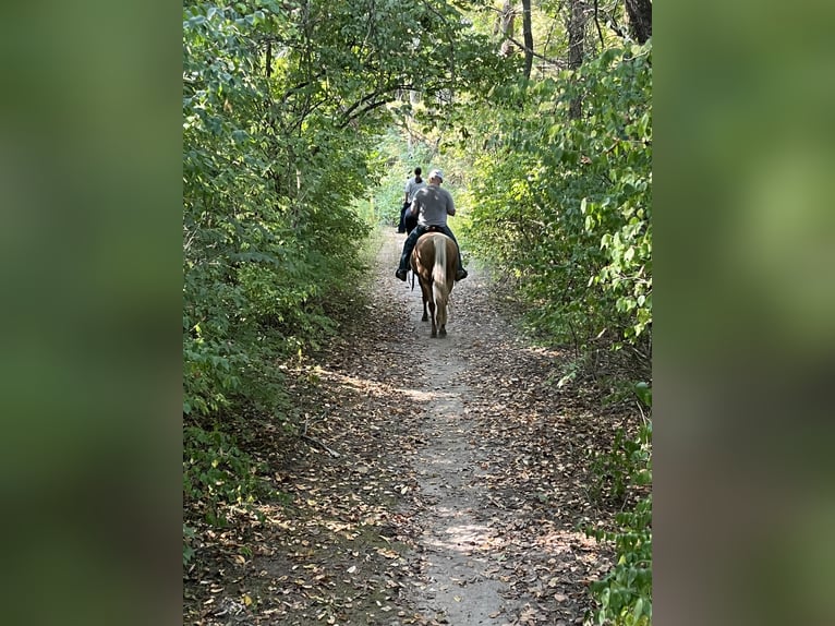 Palomino Mare 5 years 14 hh Palomino in Marysville