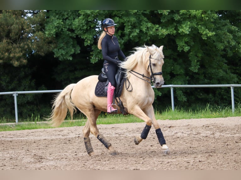 Palomino Mare 5 years 15.3 hh Palomino in Überherrn