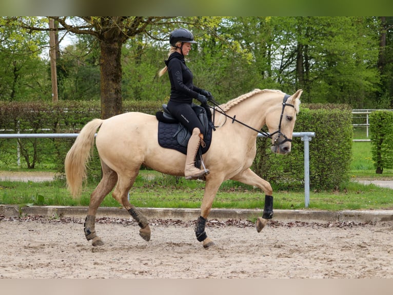 Palomino Mare 5 years 15.3 hh Palomino in Überherrn