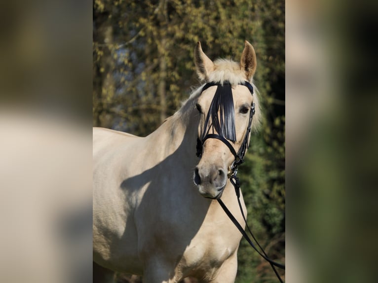 Palomino Mare 5 years 15.3 hh Palomino in Überherrn