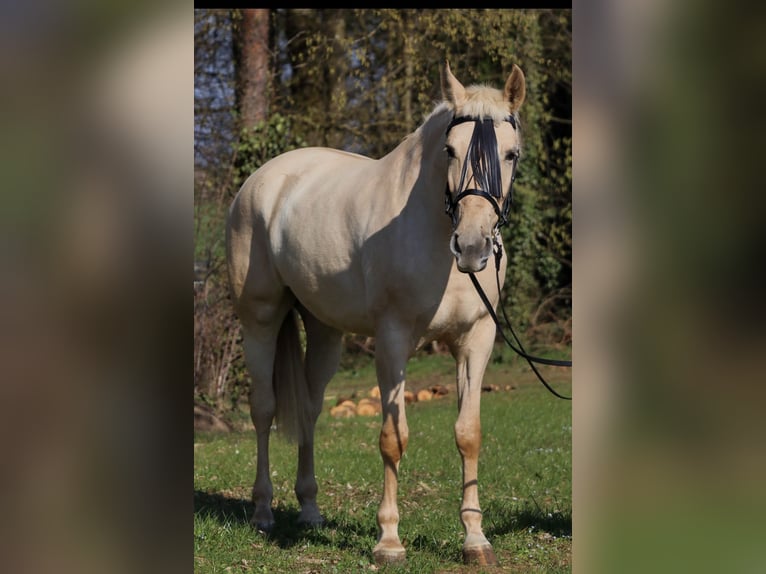 Palomino Mare 5 years 15.3 hh Palomino in Überherrn