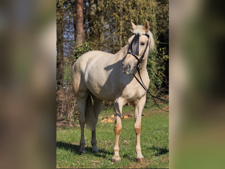 Palomino Mare 5 years 15,3 hh Palomino in Überherrn