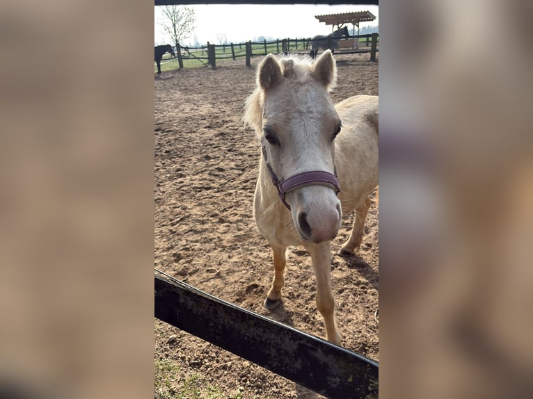 Palomino Mare 6 years 11.1 hh Palomino in Kevelaer
