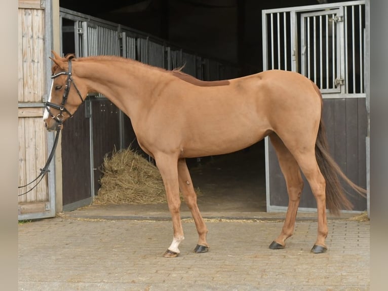 Palomino Mare 6 years 14.1 hh Chestnut-Red in Geilenkirchen