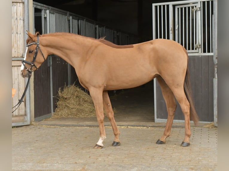 Palomino Mare 6 years 14.1 hh Chestnut-Red in Geilenkirchen
