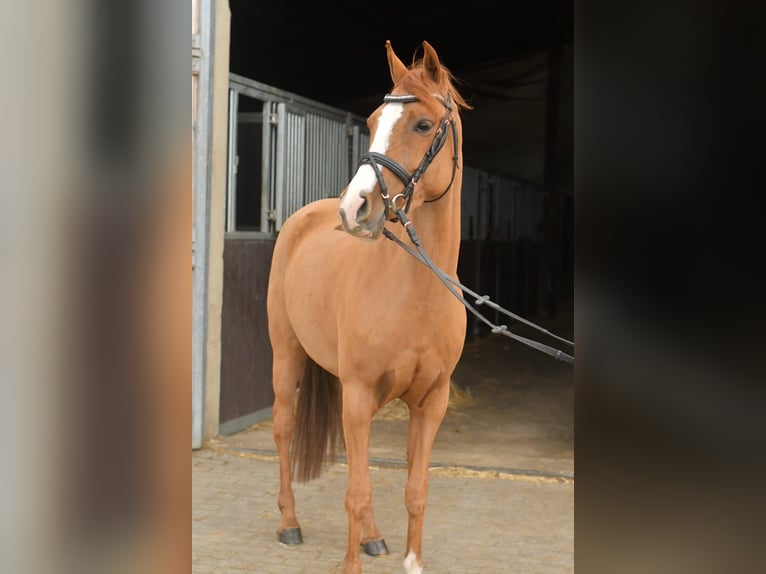 Palomino Mare 6 years 14.1 hh Chestnut-Red in Geilenkirchen