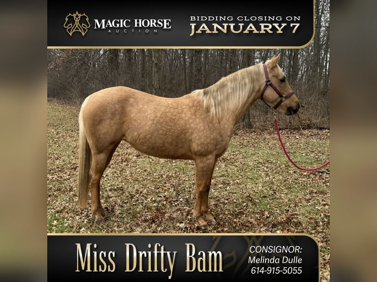 Palomino Mare 6 years 14 hh Palomino in Marysville