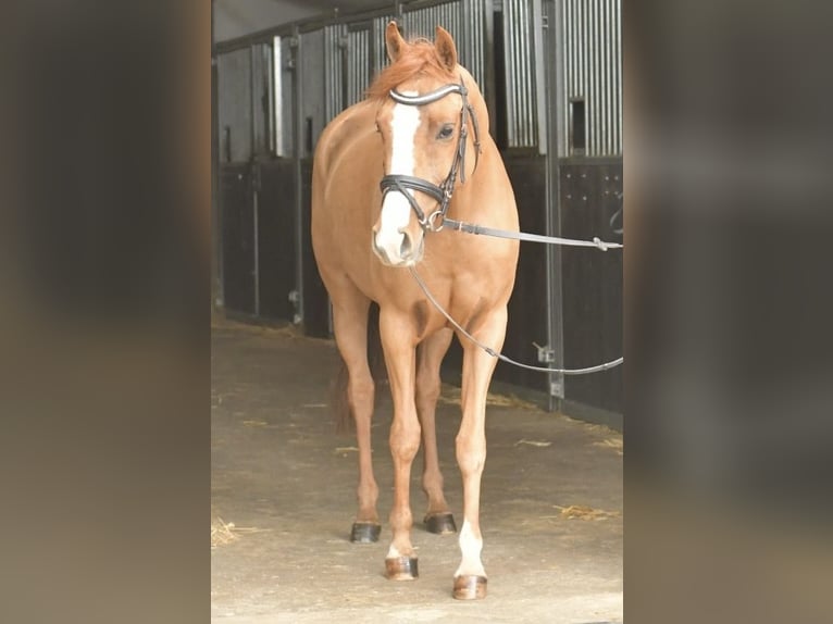 Palomino Mare 6 years 14,1 hh Chestnut-Red in Geilenkirchen