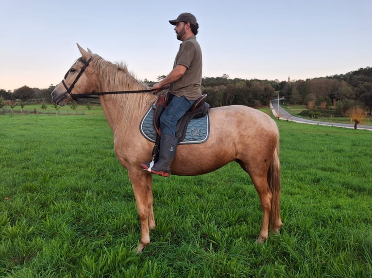 Palomino Mix Mare 6 years 16 hh Palomino in Santiago De Compostela