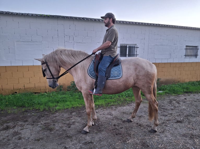 Palomino Mix Mare 6 years 16 hh Palomino in Santiago De Compostela