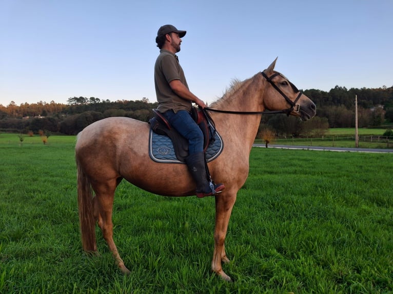 Palomino Mix Mare 6 years 16 hh Palomino in Santiago De Compostela