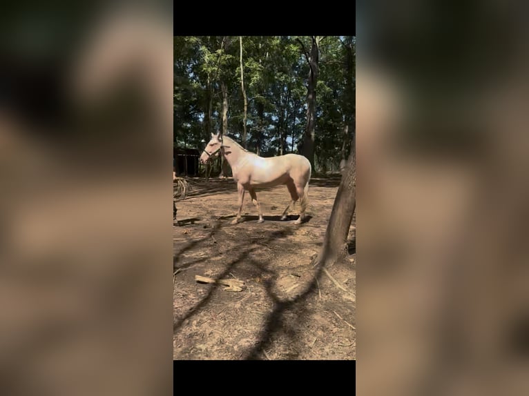 Palomino Mare 6 years 18 hh Perlino in Oxford