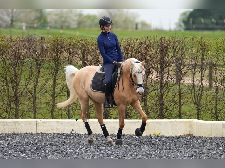 Palomino Mare 7 years 13.3 hh Palomino in Zossen