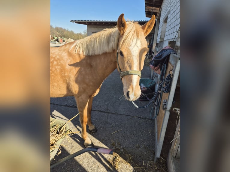 Palomino Mare 7 years 13,2 hh Palomino in Werne