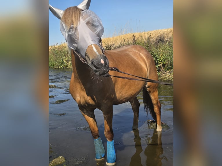 Palomino Mix Mare 7 years 15.1 hh Chestnut-Red in Weilerswist