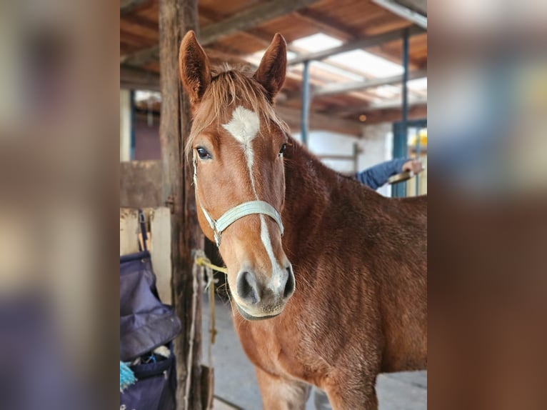 Palomino Mix Mare 7 years 15.1 hh Chestnut-Red in Weilerswist