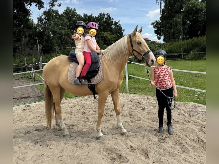 Palomino Mare 7 years 15,3 hh Palomino in Wathlingen