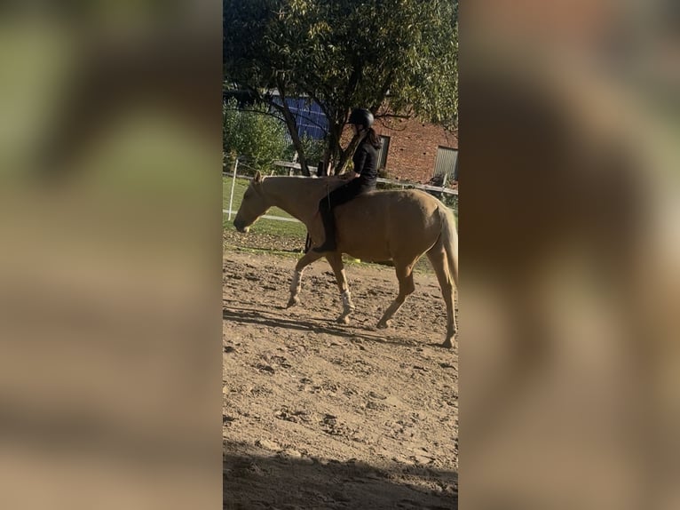 Palomino Mare 7 years 15,3 hh Palomino in Wathlingen