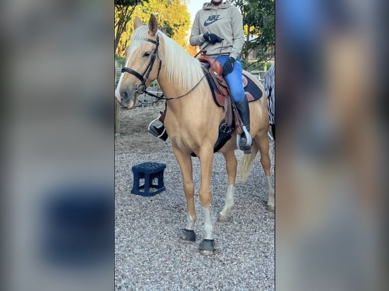 Palomino Mare 7 years 15,3 hh Palomino in Wathlingen