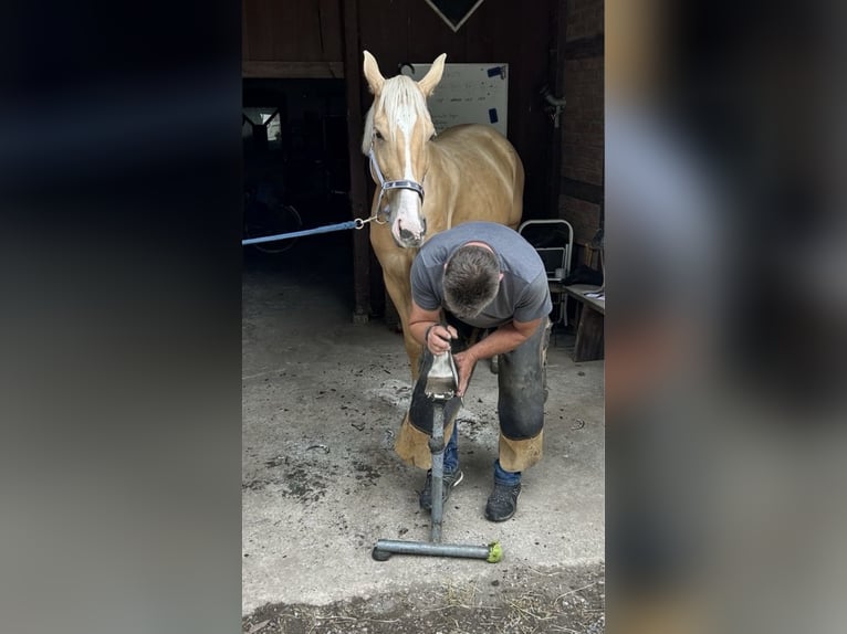 Palomino Mare 7 years 15,3 hh Palomino in Wathlingen