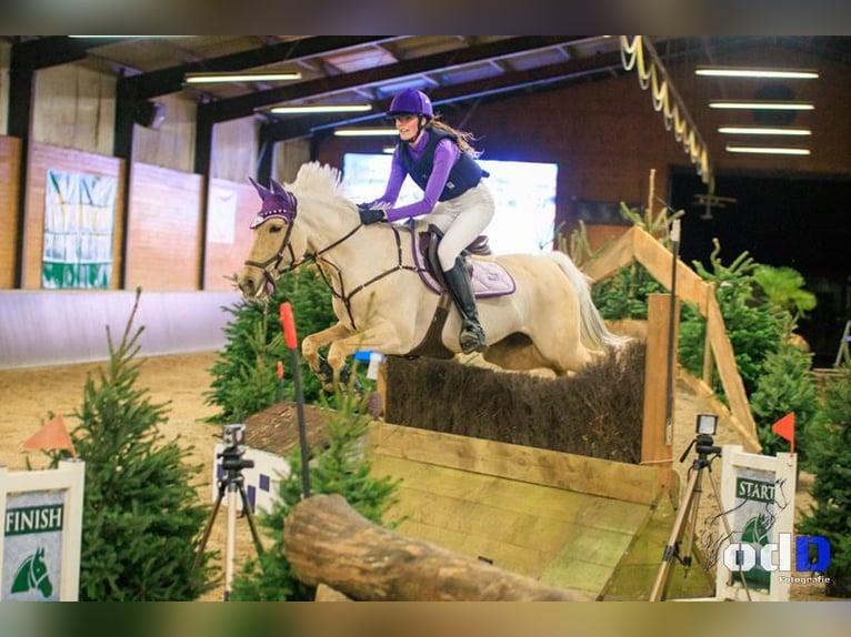 Palomino Mare 9 years 14.2 hh Palomino in Meijel