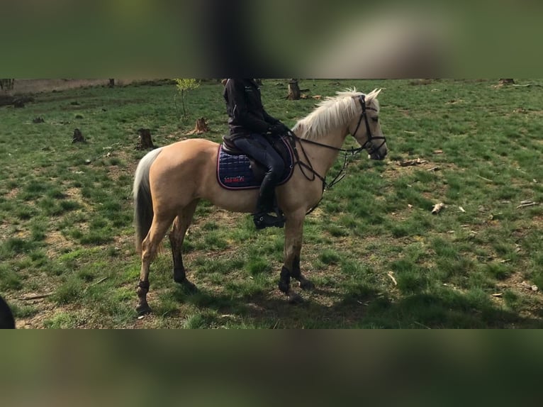 Palomino Mare 9 years 14.2 hh Palomino in Meijel