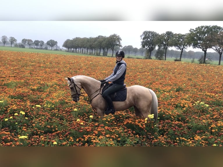 Palomino Mare 9 years 14.2 hh Palomino in Meijel