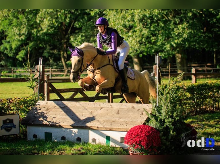 Palomino Mare 9 years 14.2 hh Palomino in Meijel