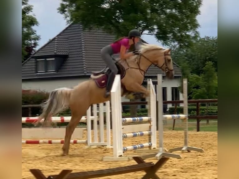 Palomino Mare 9 years 14.2 hh Palomino in Meijel