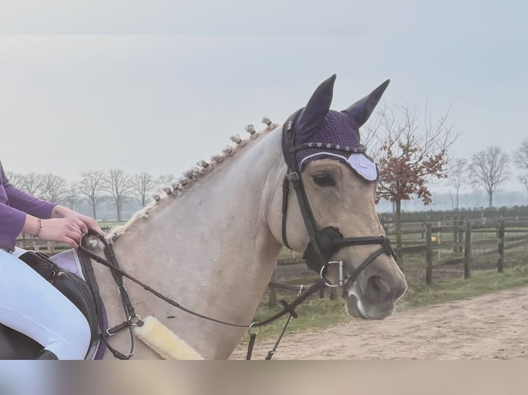 Palomino Mare 9 years 14.2 hh Palomino in Meijel