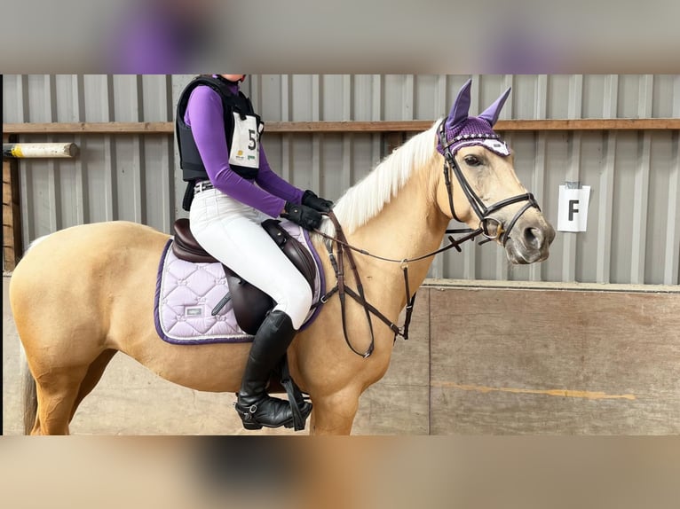 Palomino Mare 9 years 14,2 hh Palomino in Meijel